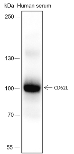Anti-CD62L Rabbit mAb