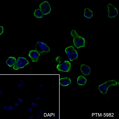Anti-CD62L Rabbit mAb