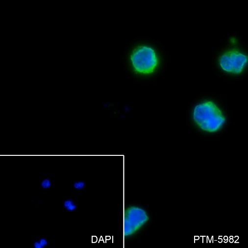 Anti-CD62L Rabbit mAb