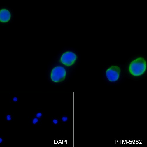 Anti-CD62L Rabbit mAb