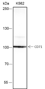 Anti-CD71 Rabbit mAb