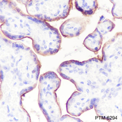 Anti-CD71 Rabbit mAb