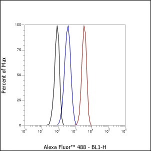 Anti-ATG4B Rabbit mAb