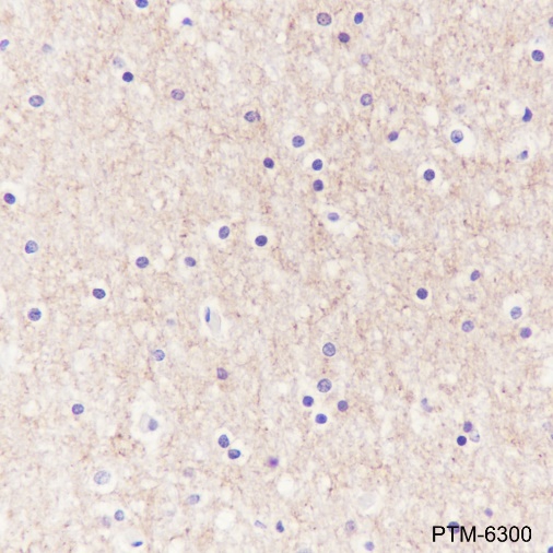 Anti-Caspr Rabbit mAb