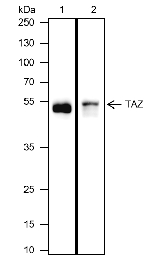 Anti-TAZ Mouse mAb