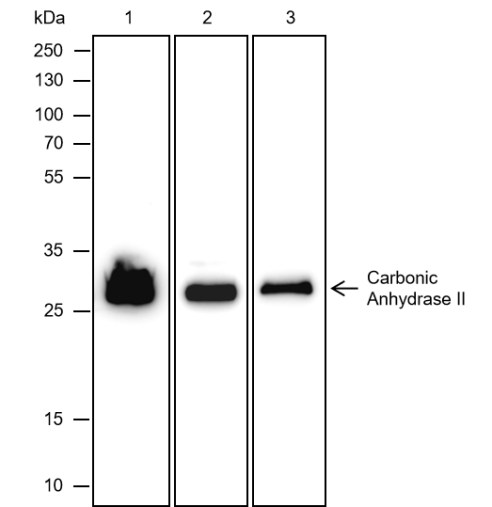 Anti-Carbonic Anhydrase 2 / CA2 Rat mAb