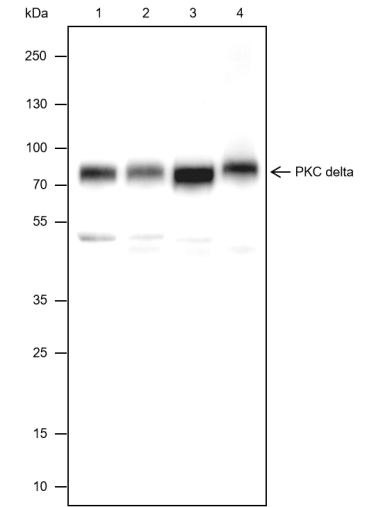 Anti-PKC delta Rabbit mAb