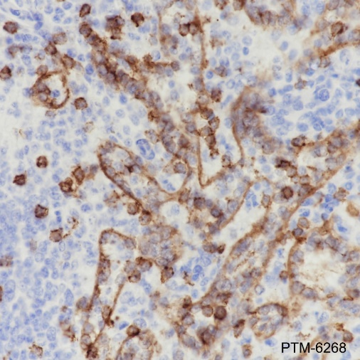 Anti-CD8 alpha Rabbit mAb