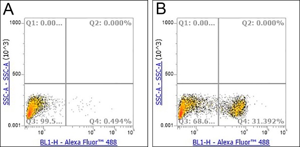 Anti-CD8 alpha Rabbit mAb