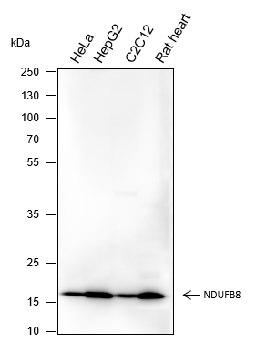 Anti-NDUFB8 Mouse mAb