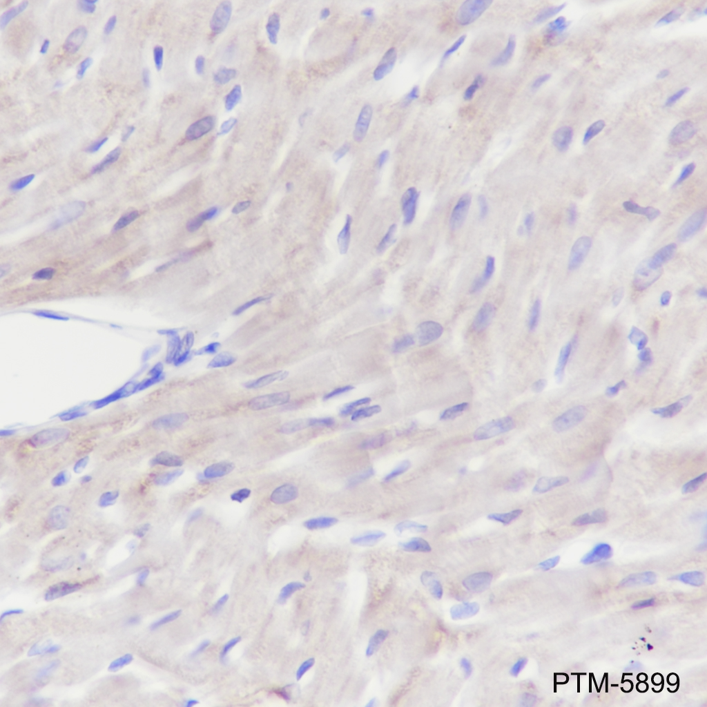 Anti-NDUFB8 Mouse mAb