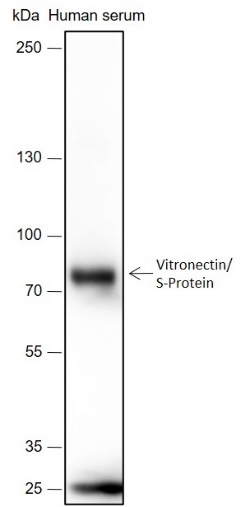 Anti-Vitronectin/S-Protein Rabbit mAb