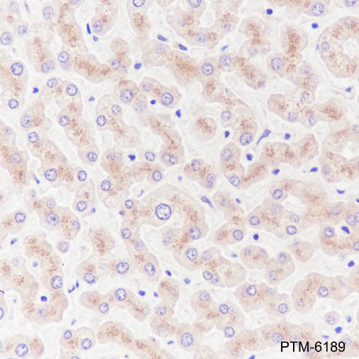 Anti-Vitronectin/S-Protein Rabbit mAb
