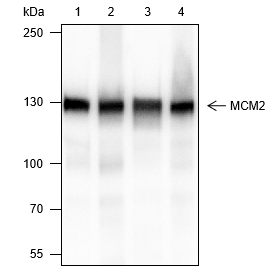 Anti-MCM2 Rabbit mAb