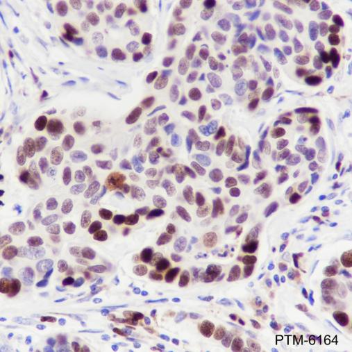 Anti-MCM2 Rabbit mAb