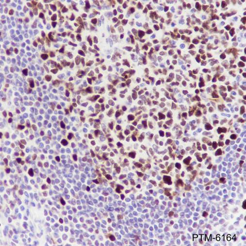 Anti-MCM2 Rabbit mAb