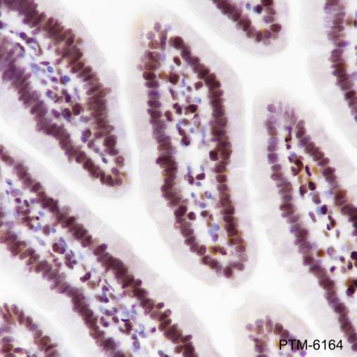 Anti-MCM2 Rabbit mAb