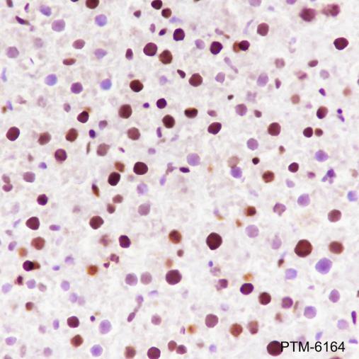 Anti-MCM2 Rabbit mAb