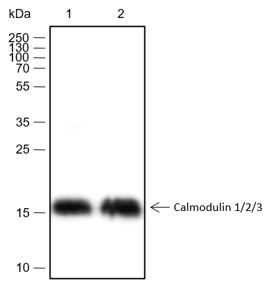 Anti-Calmodulin 1/2/3 Rabbit mAb