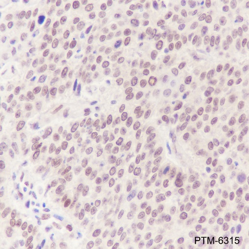 Anti-Cdc27 Rabbit mAb
