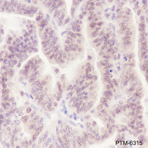 Anti-Cdc27 Rabbit mAb