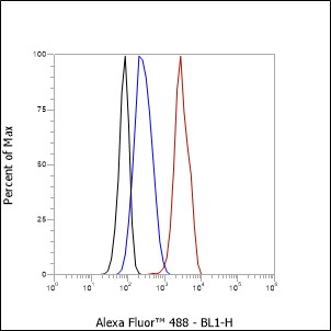 Anti-Cdc27 Rabbit mAb
