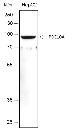 Anti-PDE10A Rabbit mAb
