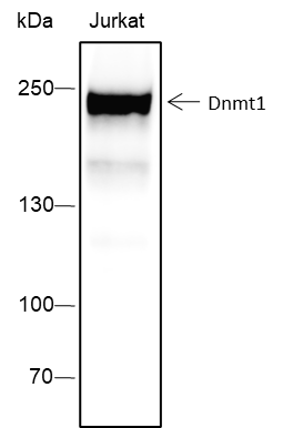 Anti-DNMT1 Rabbit mAb