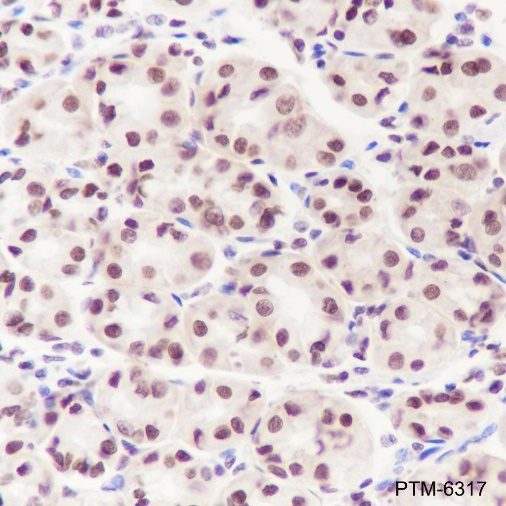 Anti-DNMT1 Rabbit mAb