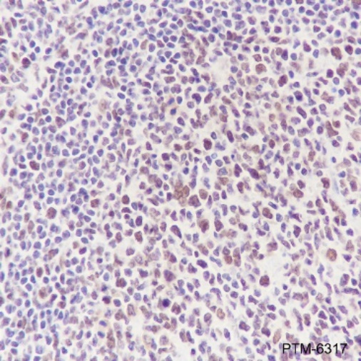 Anti-DNMT1 Rabbit mAb