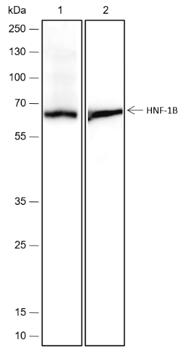 Anti-HNF-1B Rabbit mAb