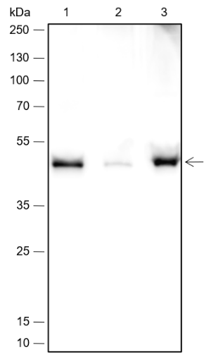 Anti-PDK2 Rabbit mAb