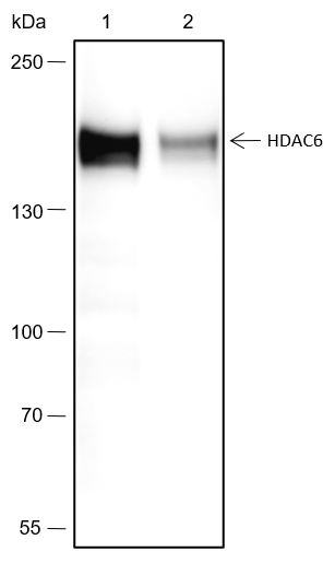 Anti-HDAC6 Rabbit mAb