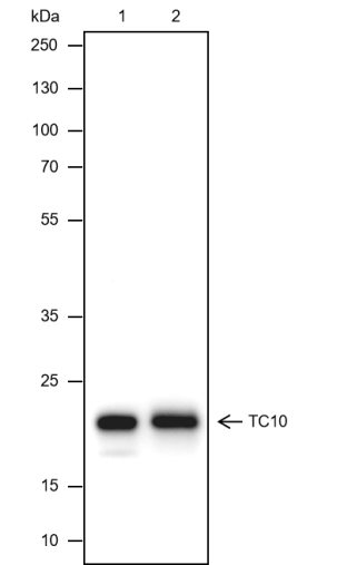 Anti-TC10 Mouse mAb