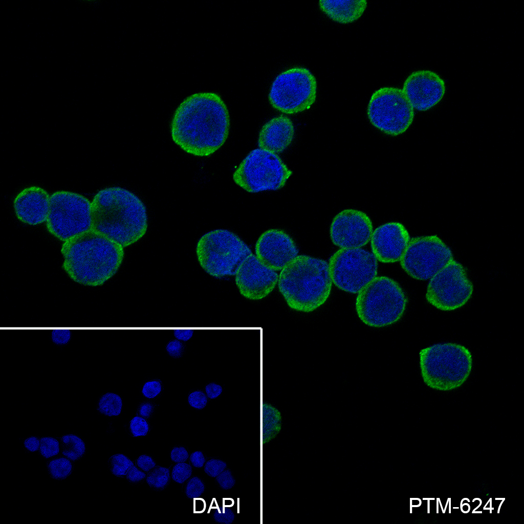 Anti-TC10 Mouse mAb