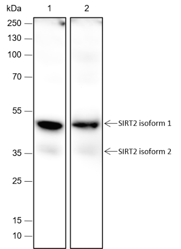 Anti-SIRT2 Rabbit mAb