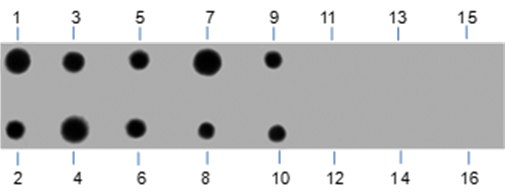 Anti-Phosphotyrosine Mouse mAb