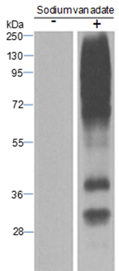 Anti-Phosphotyrosine Mouse mAb