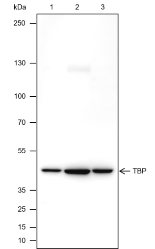 Anti-TBP Mouse mAb