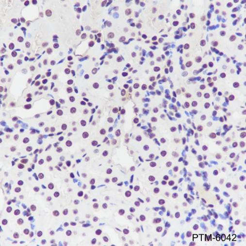 Anti-TBP Mouse mAb