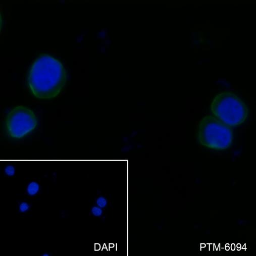 Anti-BAFF/TNFSF13B Mouse mAb
