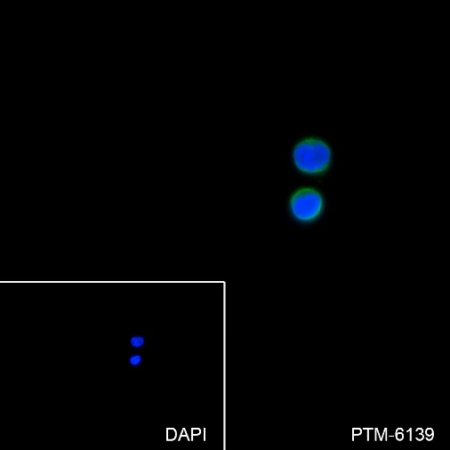 Anti-CRACC/SLAMF7/CD319 Mouse mAb