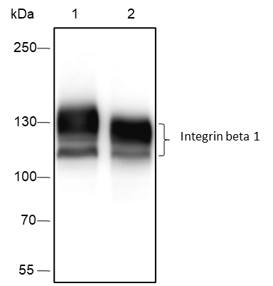 Anti-Integrin beta 1 Rabbit mAb