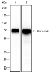 Anti-Hemopexin Rabbit mAb