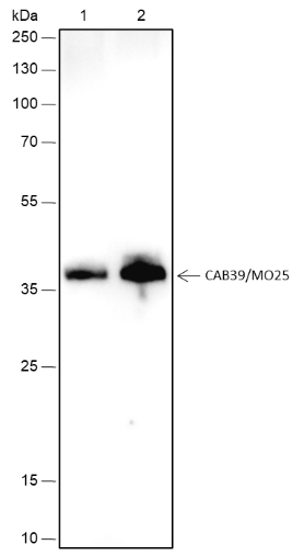 Anti-CAB39/MO25 Rabbit mAb
