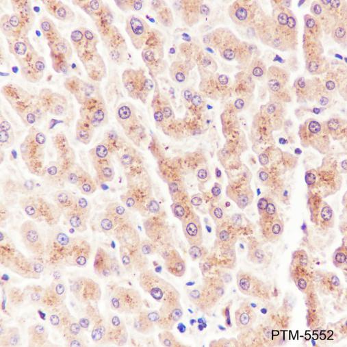 Anti-Prealbumin/Transthyretin Mouse mAb