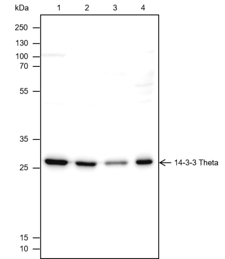 Anti-14-3-3 theta Rabbit mAb