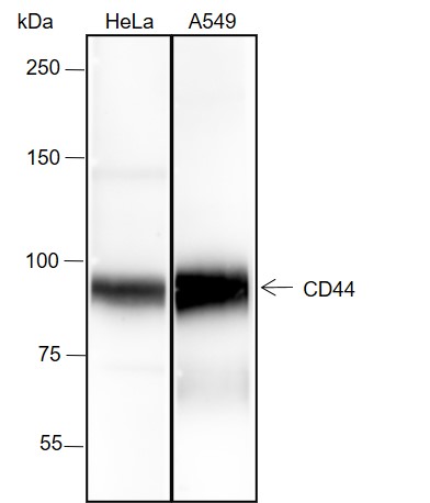 Anti-CD44 Rabbit mAb
