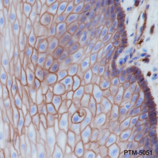 Anti-CD44 Rabbit mAb