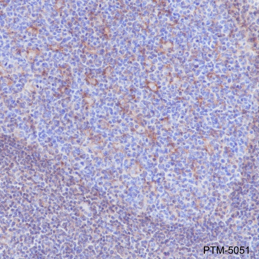 Anti-CD44 Rabbit mAb